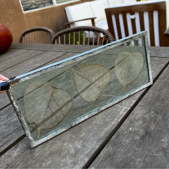 Dried Skeleton Leaves Pressed in Glass Framed Skeletonized Leaves Clear Glass - Picture 10 of 12